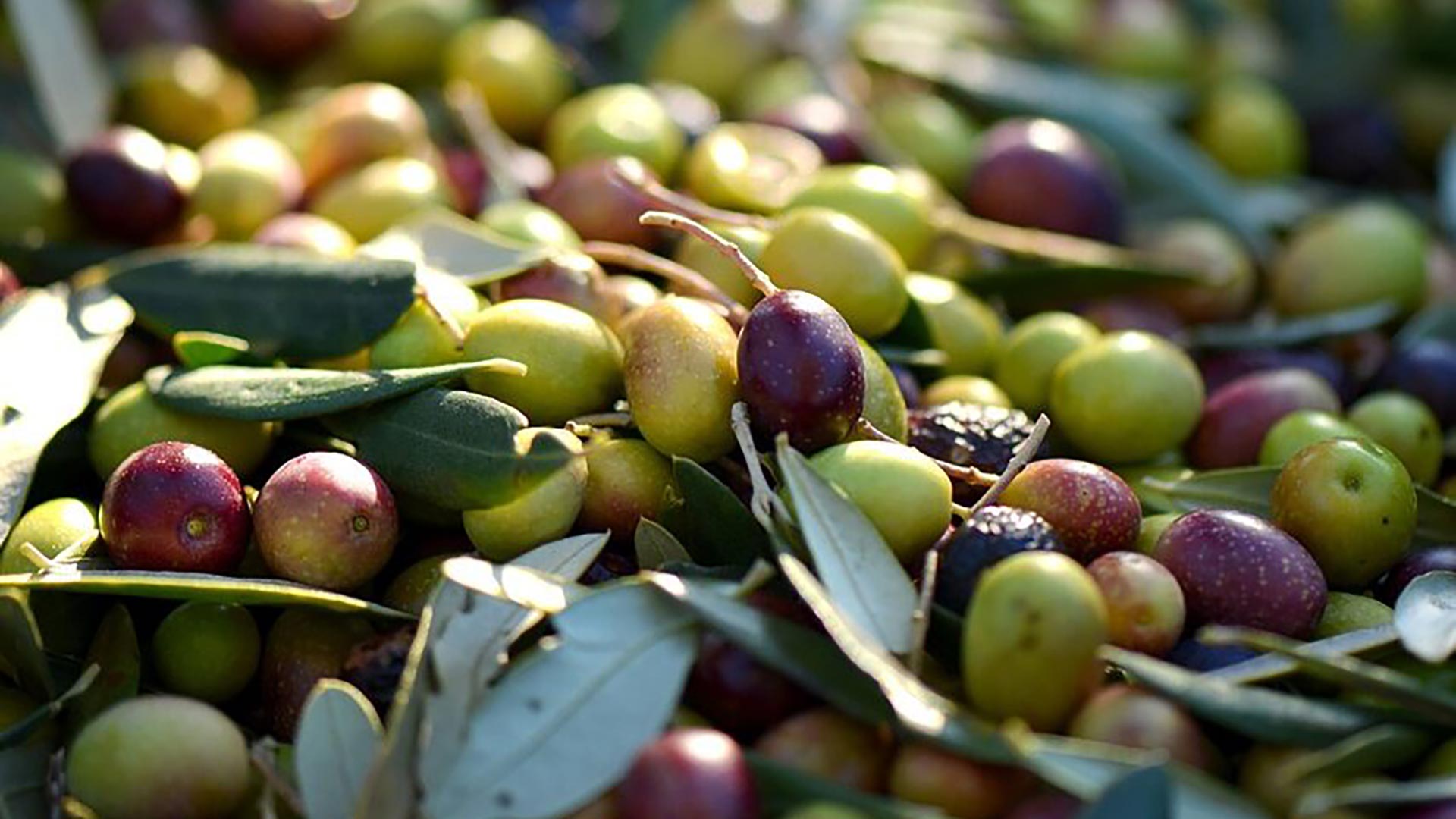 olives-253264_1280-e1612783950673-new2